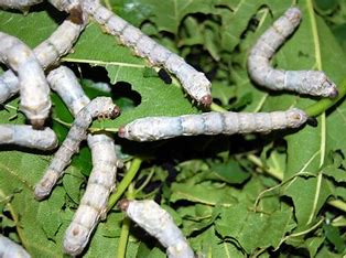 Silkworms